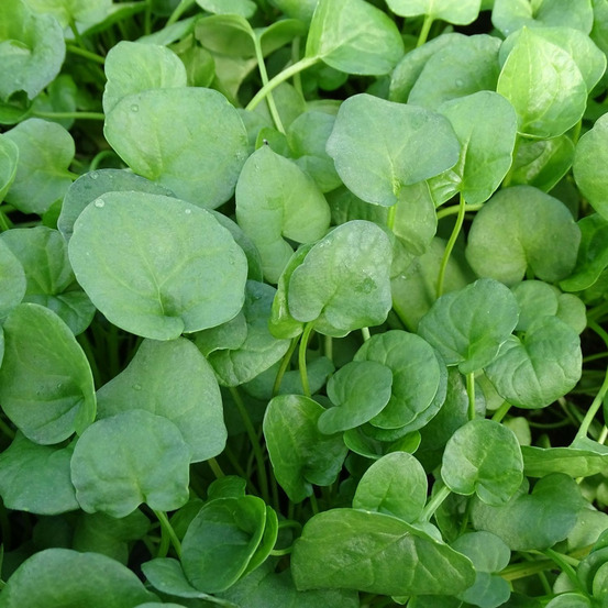 Cochléaire officinale - sans traitement lot de 9 godets