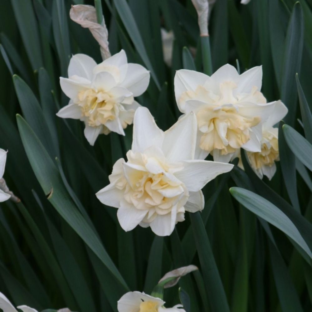 Narcisse à fleurs doubles 'sweet desire' bulbe calibre 12+ (par 5)