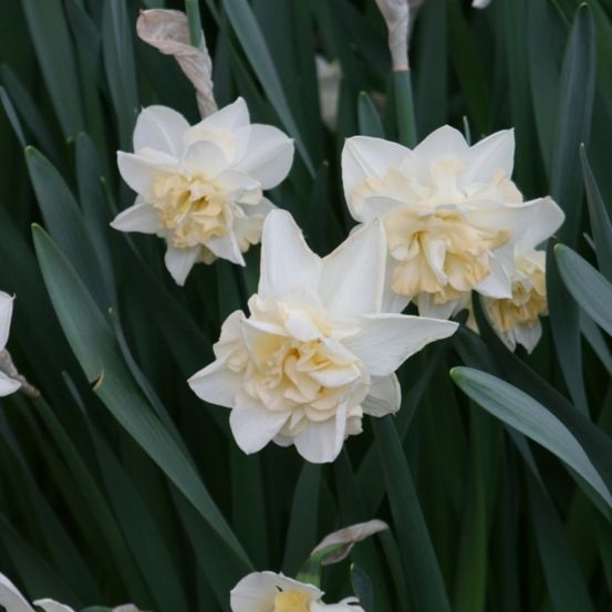 Narcisse à fleurs doubles 'sweet desire' bulbe calibre 12+ (par 5)