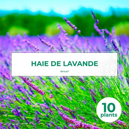 KIT HAIE LAVANDE 10P GF400-(766746)