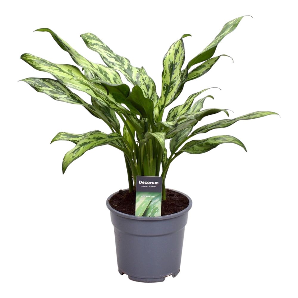 Aglaonema juliette - plantes d'intérieur