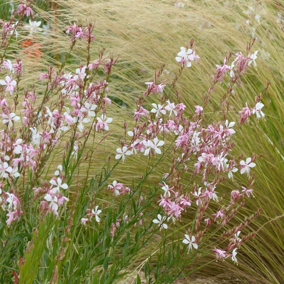Gaura de lindheimer 'the bride' le sachet de 50 graines environ (0,9g)