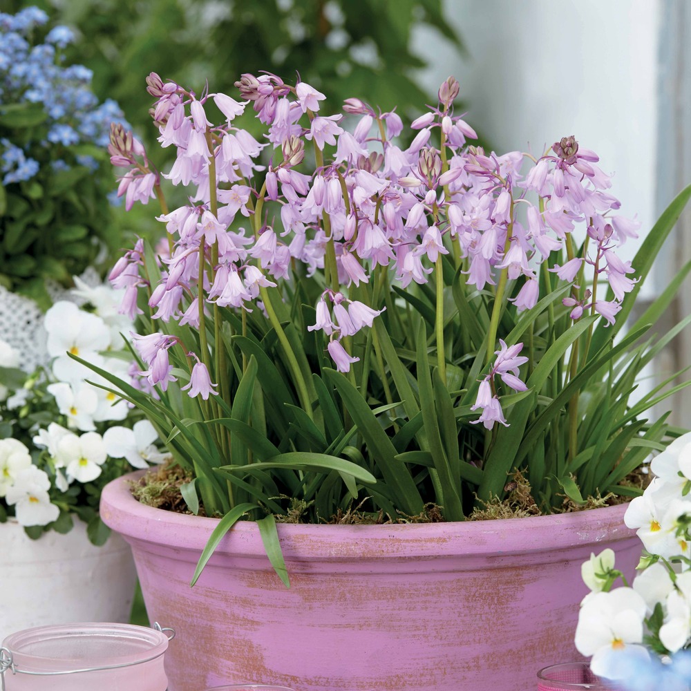 10 jacinthes des bois - scilla - le sachet de 10 bulbes / circonférence 8-10cm, vendu par lot de 2