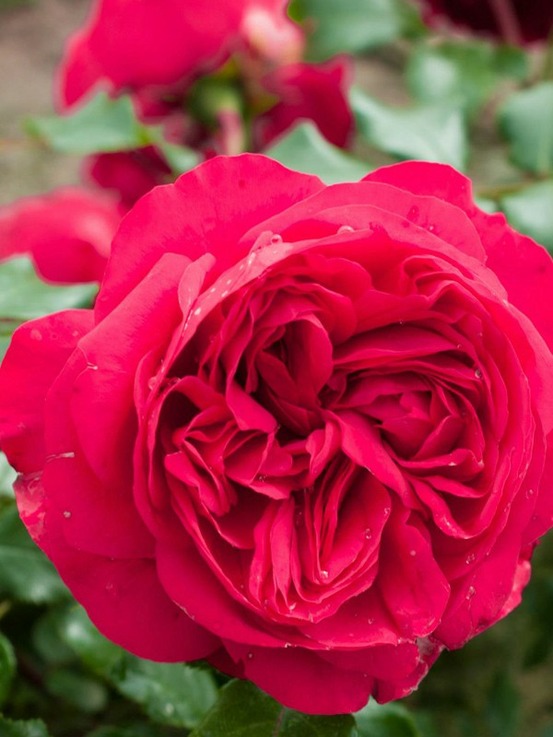 Rosier grimpant 'red eden rose' pot de 4l/5l