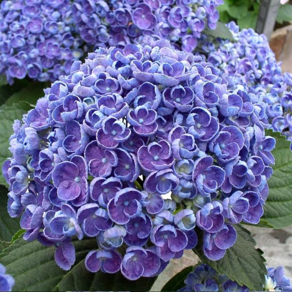 Hortensia 'hovaria hopcorn' pot de 4l/5l
