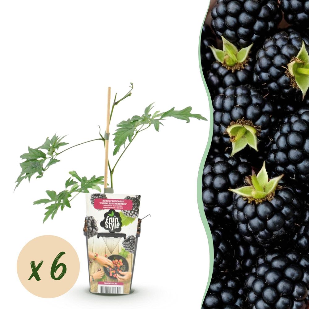 Mûre - lot de 6 - pot 9 cm - hauteur 35 cm