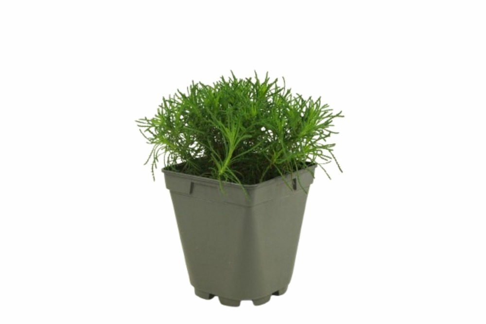 Herbe aux olives (santolina viridis) pac pot 1 l