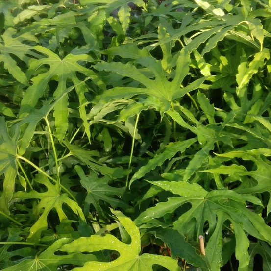 Fatsia de taiwan 'green fingers' pot de 2l/3l