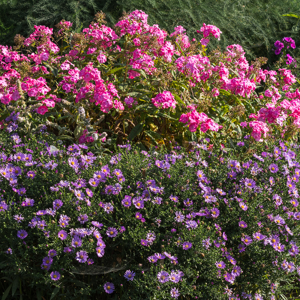Lot de 6 - aster ‘professor anton kippenberg’ - aster - h. 10-20 cm