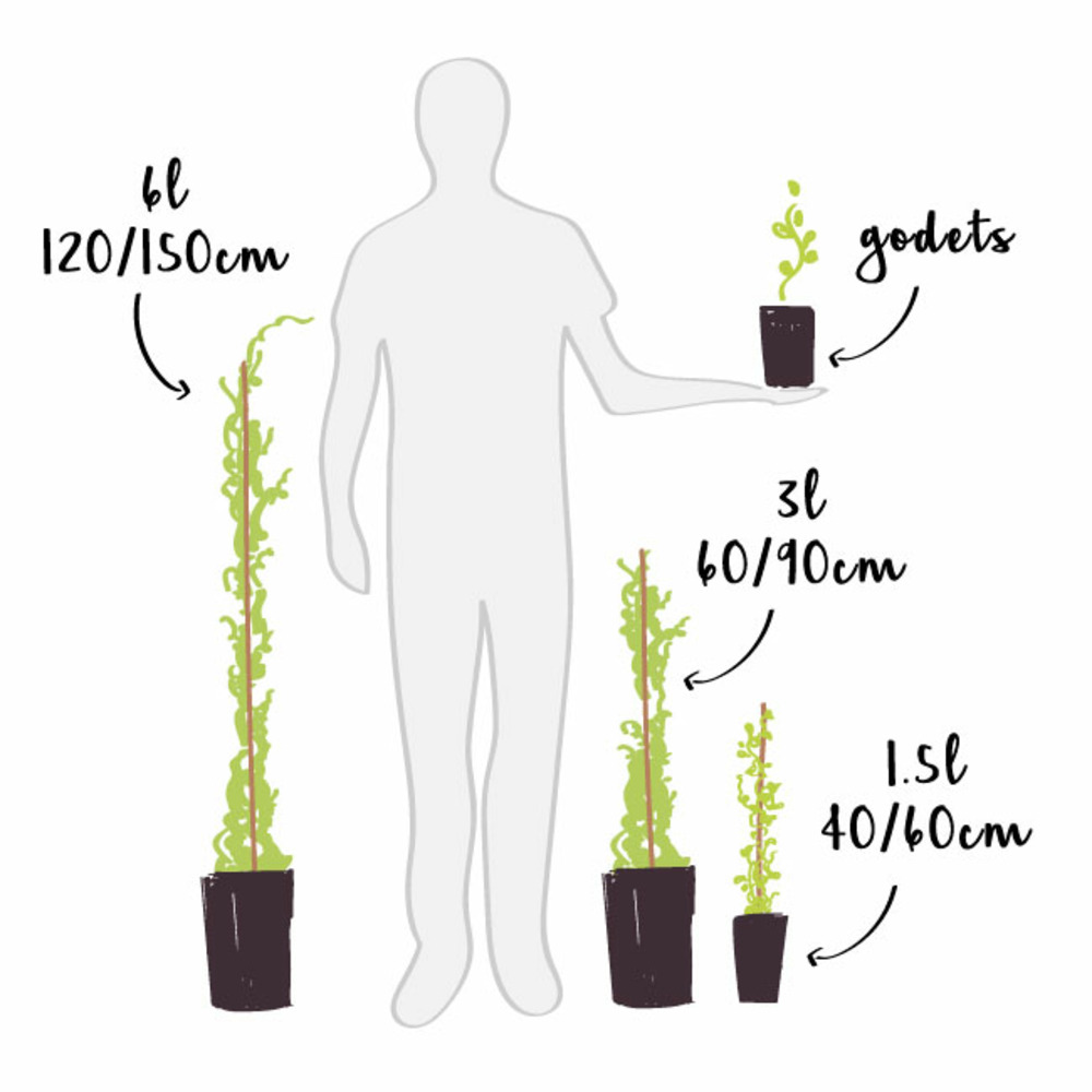 Ange Gardien Vigne Vierge Parthenocissus Engelmannii - Plante Grimpante Caduque - Pour Mur Et Jardin Décoration Extérieure