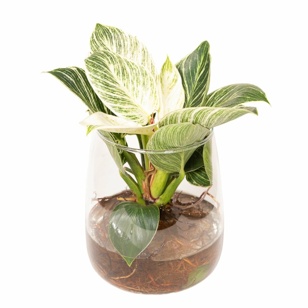 Philodendron birkin en hydroculture et son vase en verre  h30cm