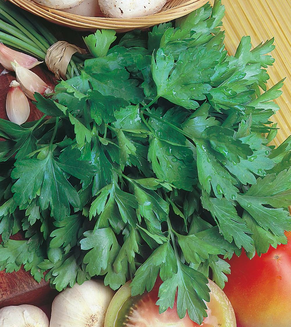 Persil geant d'italie bio - 5 g