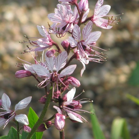 Fraxinelle godet de 8/9 cm