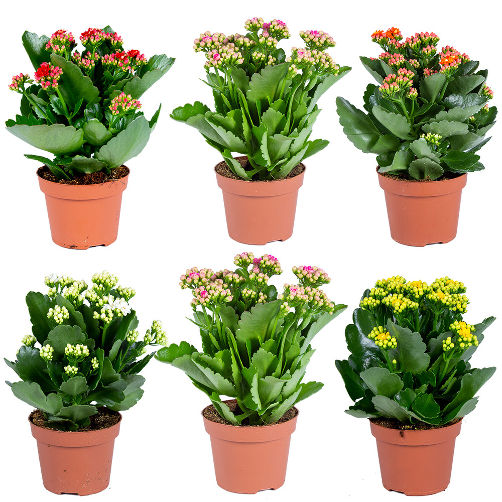 Lot de 6 - kalanchoé - mélange de couleurs - h. 15-25 cm - p. 12 cm