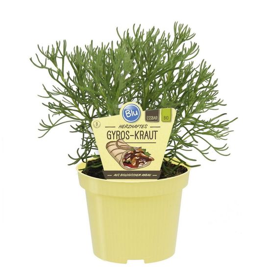 Herbe de gyros en qualité bio - artemisia caucasica - plante aromatique en pot de 12cm
