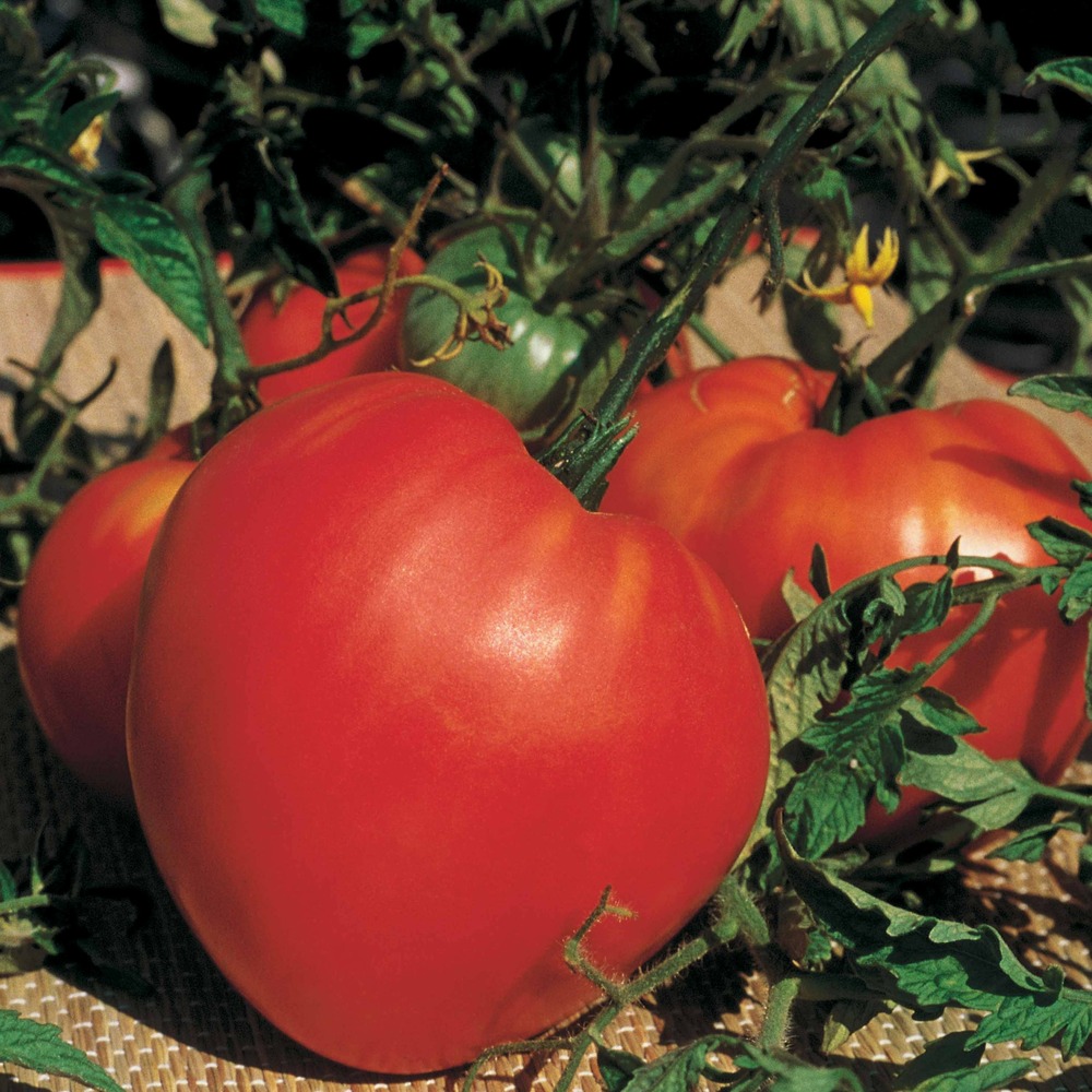 Tomate coeur de boeuf, le sachet / 1.5g / ±450 graines