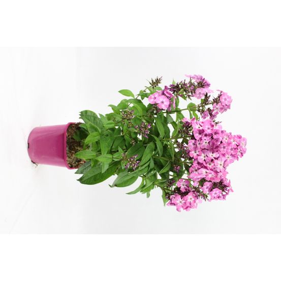 Phlox paniculata pot 2 l rose