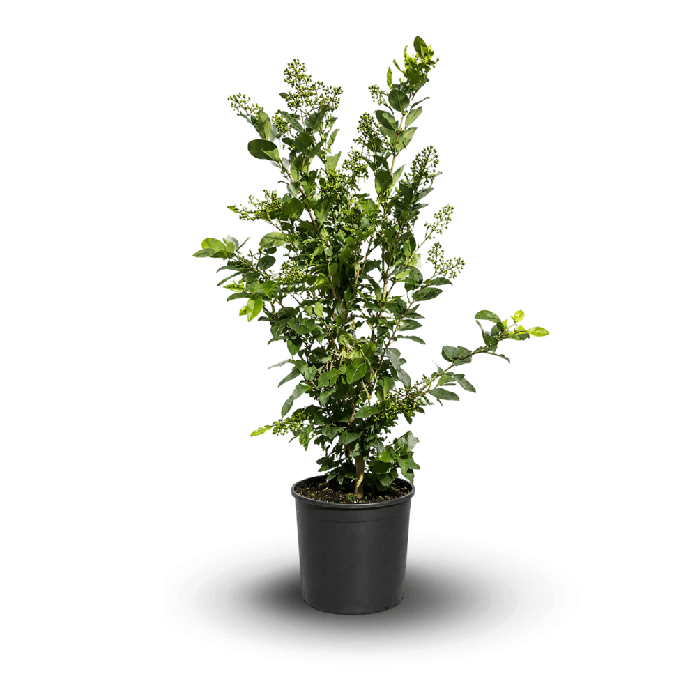 Troène du Texas - Ligustrum jap. texanum - ↕ 110-120 cm - ⌀ 24 cm - plante d'extérieur