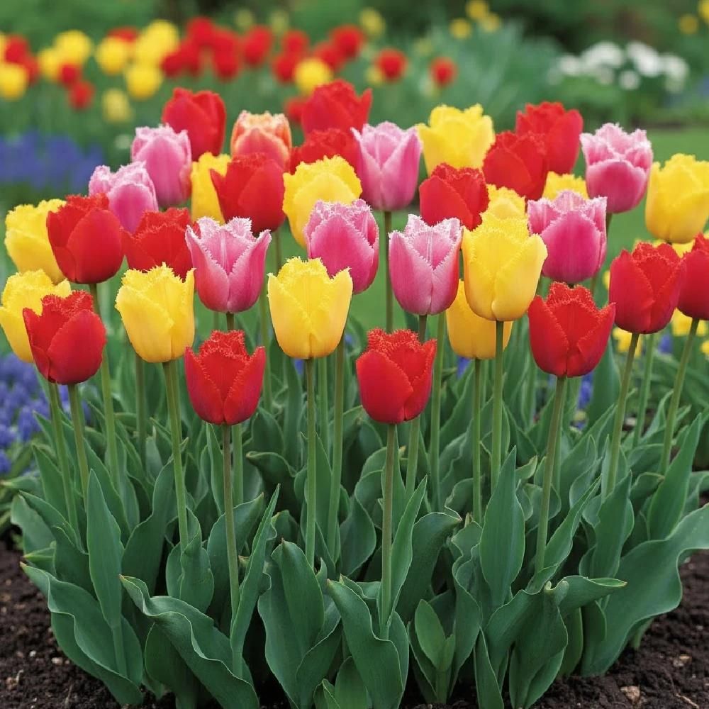 Bulbe de tulipe dentelle variées sachet de 20 bulbes