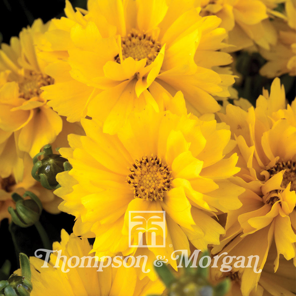 Oeil de jeune fille 'presto' le sachet de 25 graines environ