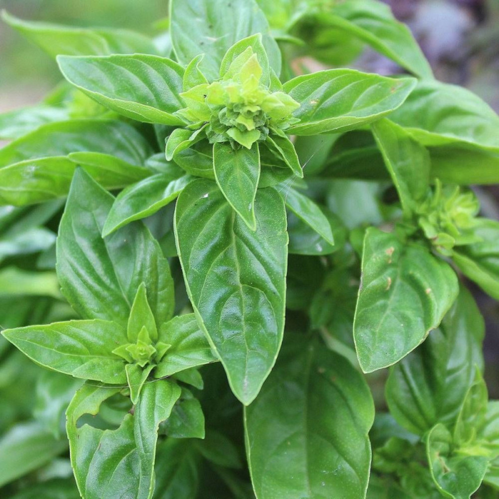 Graines de basilic citron - vilmorin sachet