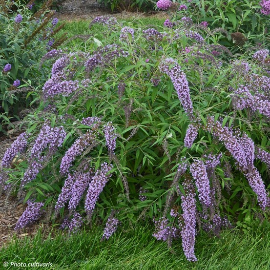 Arbre aux papillons 'wisteria lane' godet de 8/9 cm