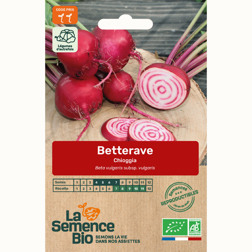 Betterave chioggia - graines bio