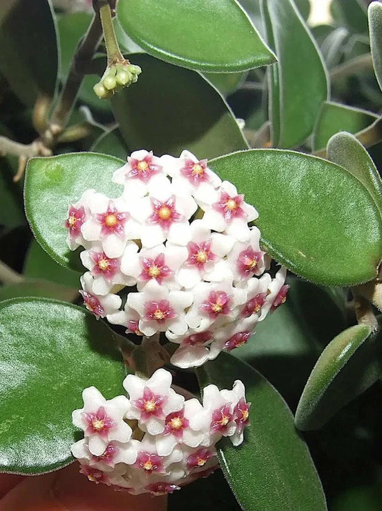 Hoya nummularioides - pot de 6cm