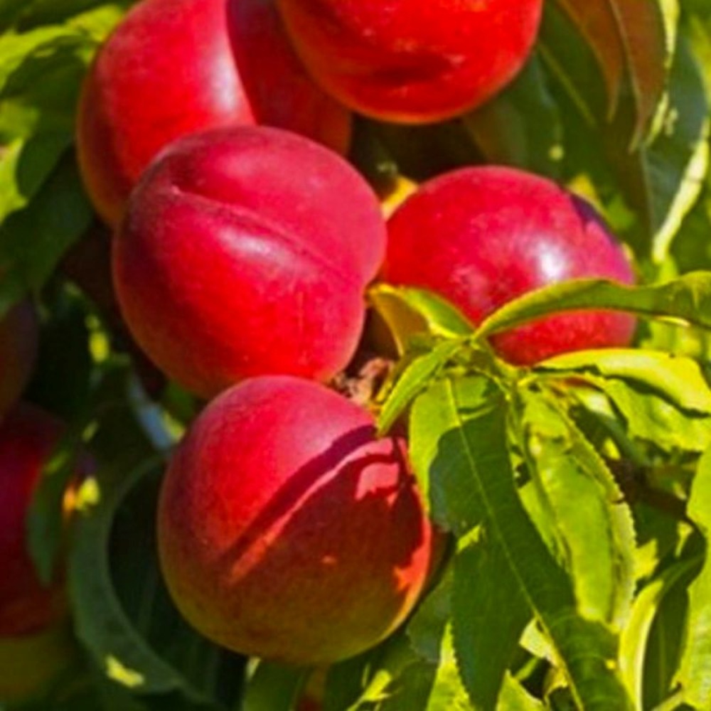 Brugnon blanc 'John Rivers'