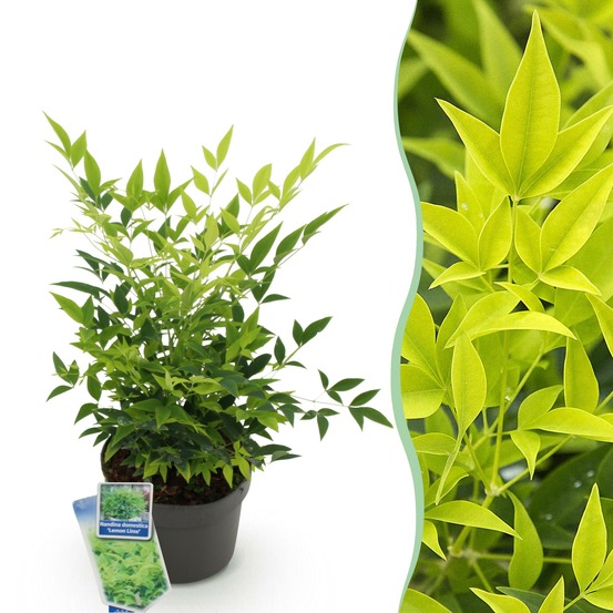 Nandina lemon & lime – lot de 1 – pot 17 cm – hauteur 45 cm