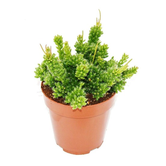 Rhipsalis mesembryanthemoides - cactus corail - dans un pot de 12 cm