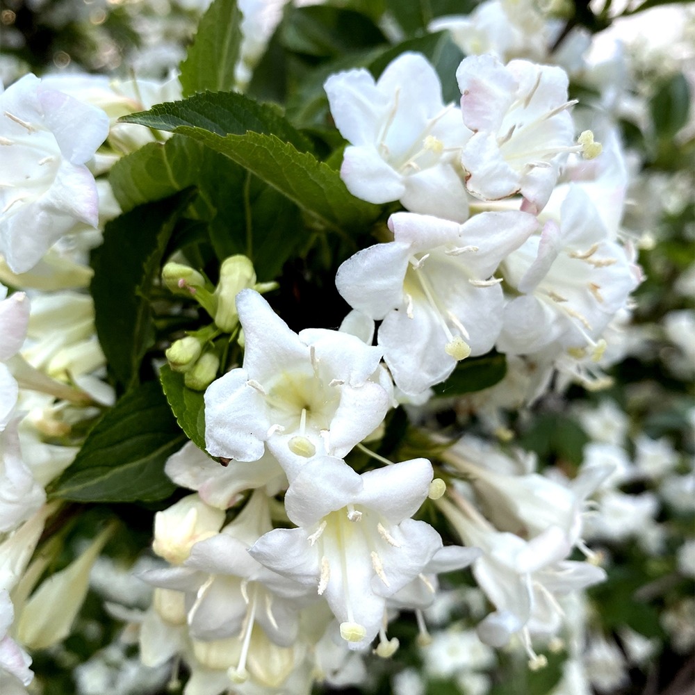 Weigela 'snowflake' pot de 3l/4l