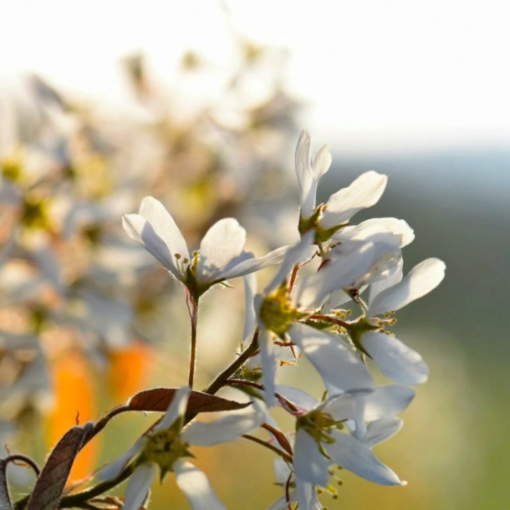 AMELANCHIER DES BOIS GF H20A40-(766597)