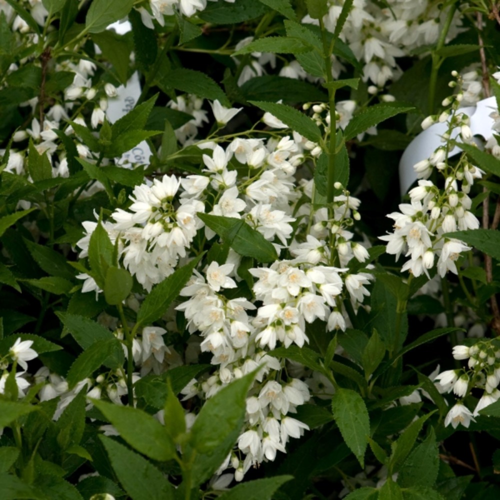 Deutzia gracilis godet de 8/9 cm
