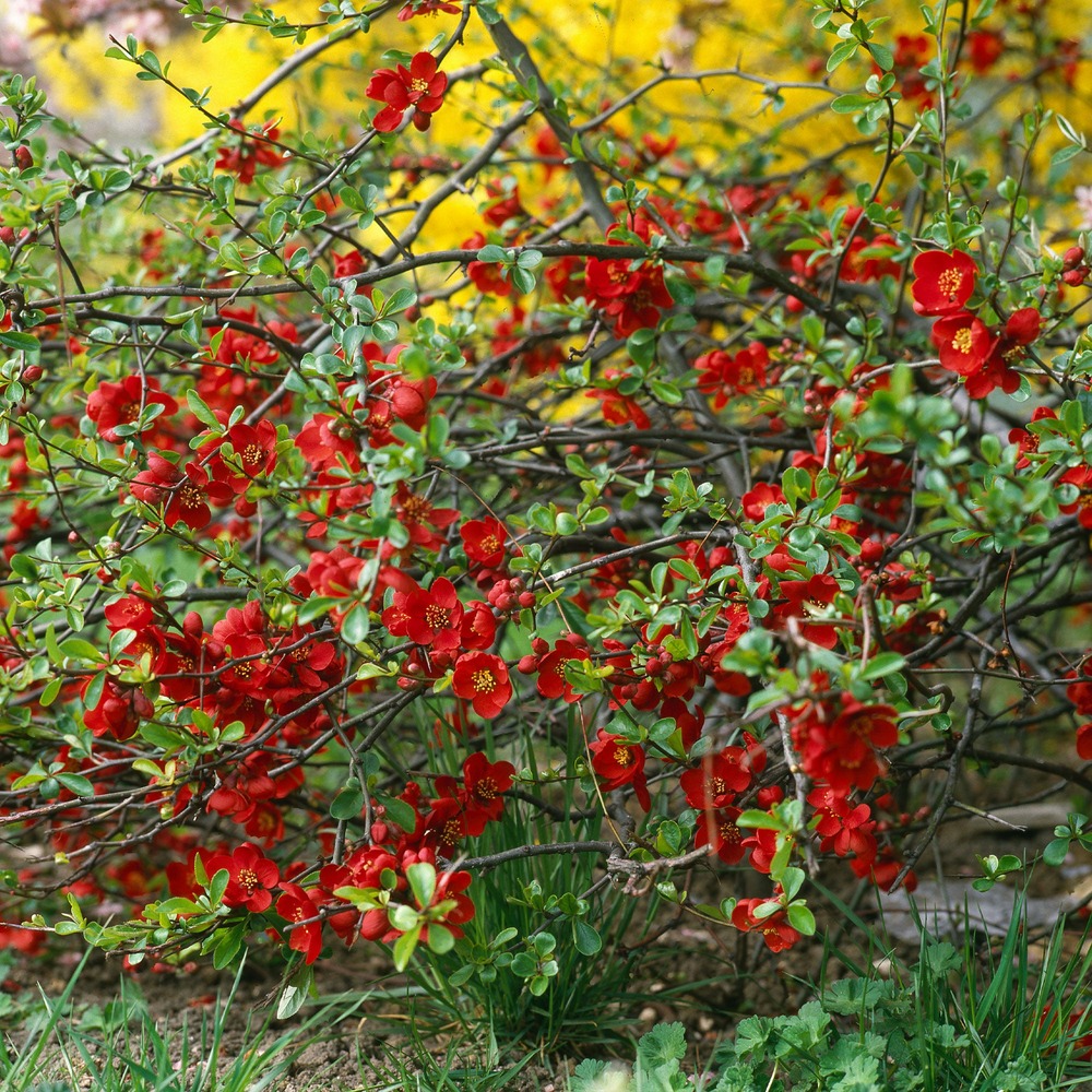 Cognassier du japon crimson and gold - le pot / 1.5l / hauteur livrée 25-30cm, vendu par lot de 2