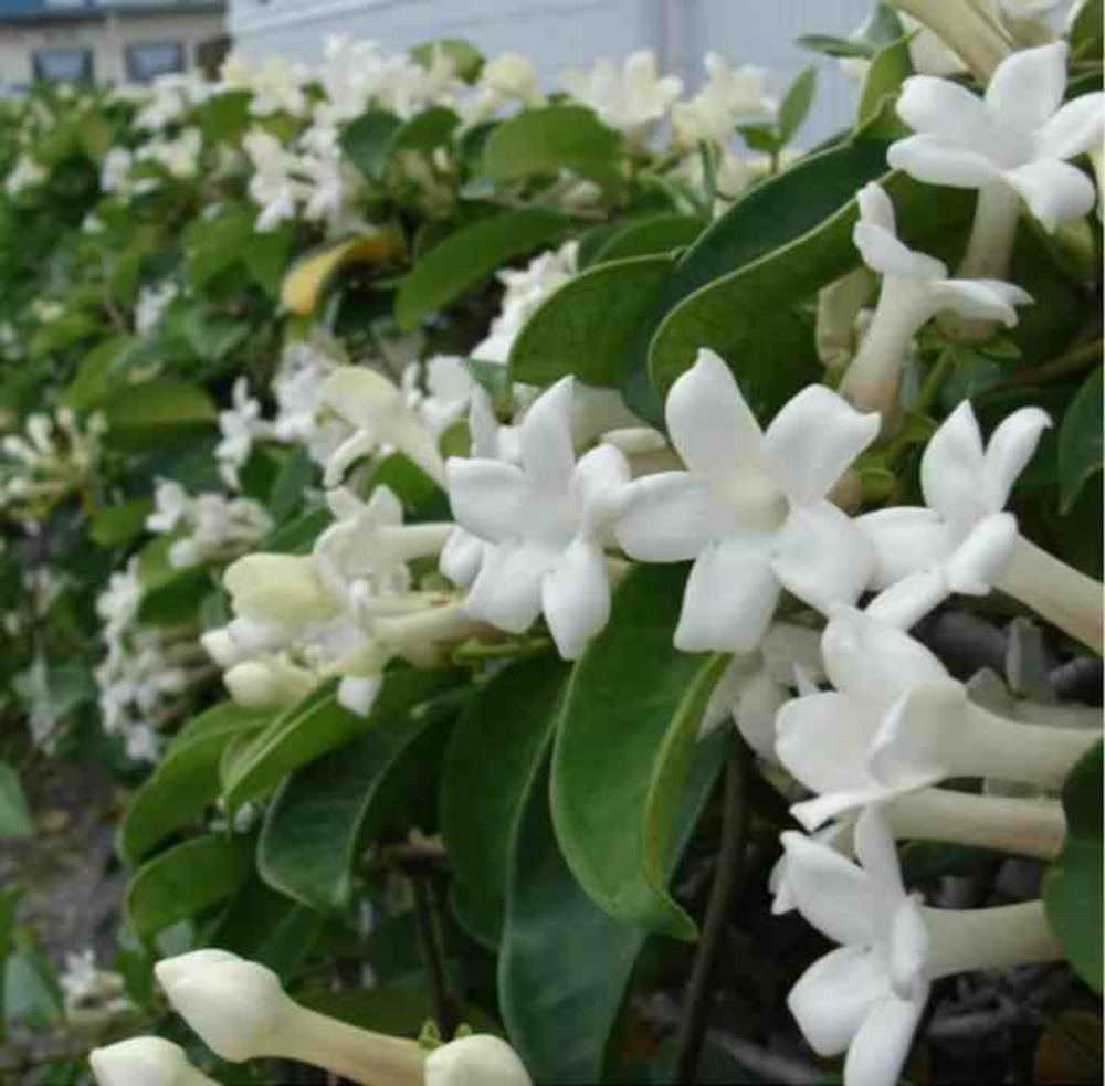Stephanotis floribunda (jasmin de madagascar) pot de 2 litres ? 40/60 cm