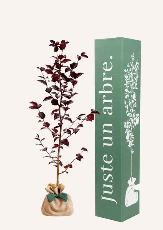 Hêtre pourpre | offrez un arbre pour célébrer les grands moments de vie (naissance, mariage). Un cadeau unique.