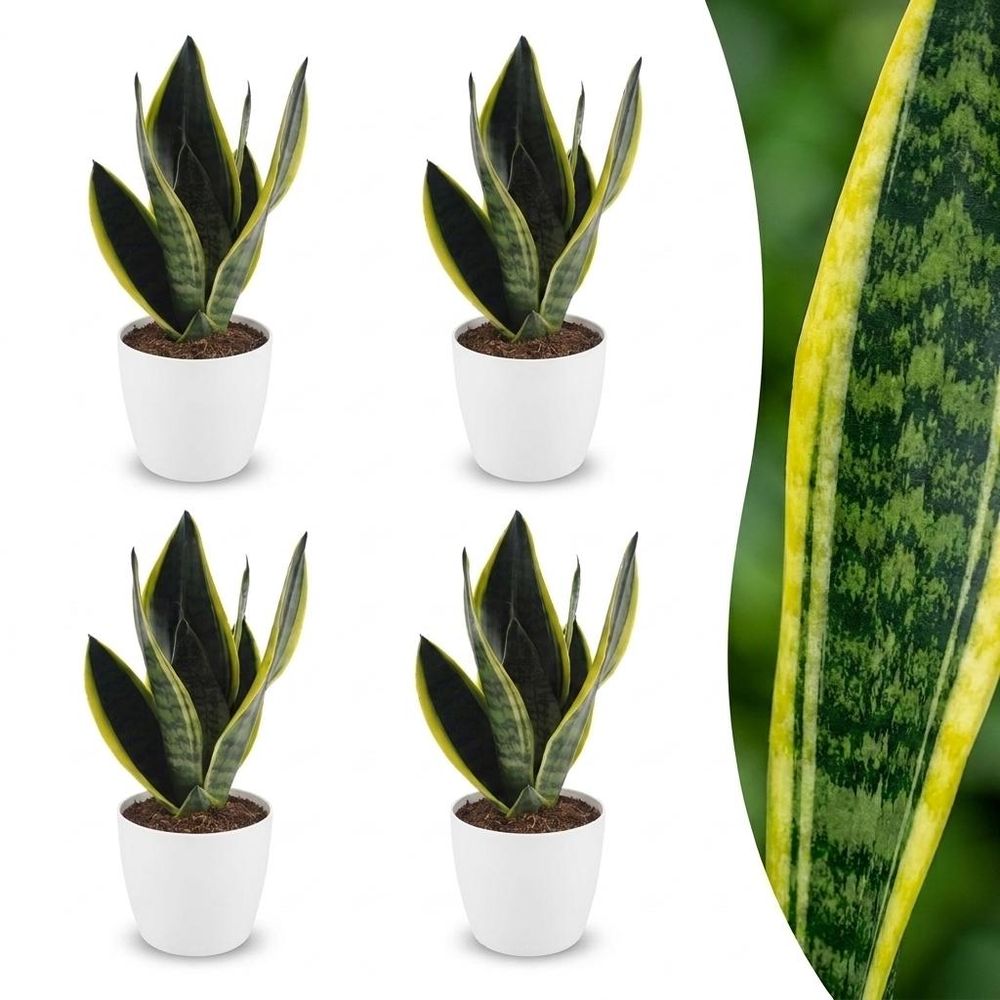 Sansevieria futura superba - langue de belle-mère - pot de 12cm