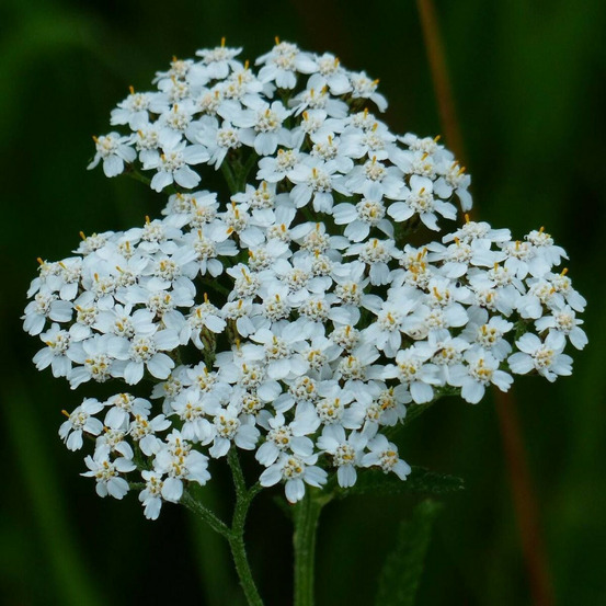 Achillée noble godet - 5/20 cm