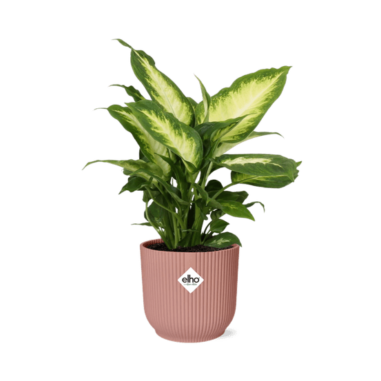 Dieffenbachia ‘camilla’ in elho vibes fold 14cm roze - plantes d'intérieur