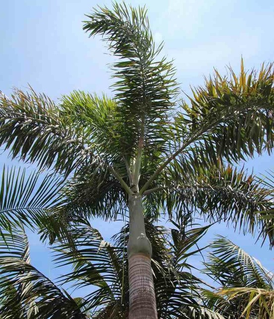 Wodyetia bifurcata (palmier queue de renard) pot de 45l - 200/250cm