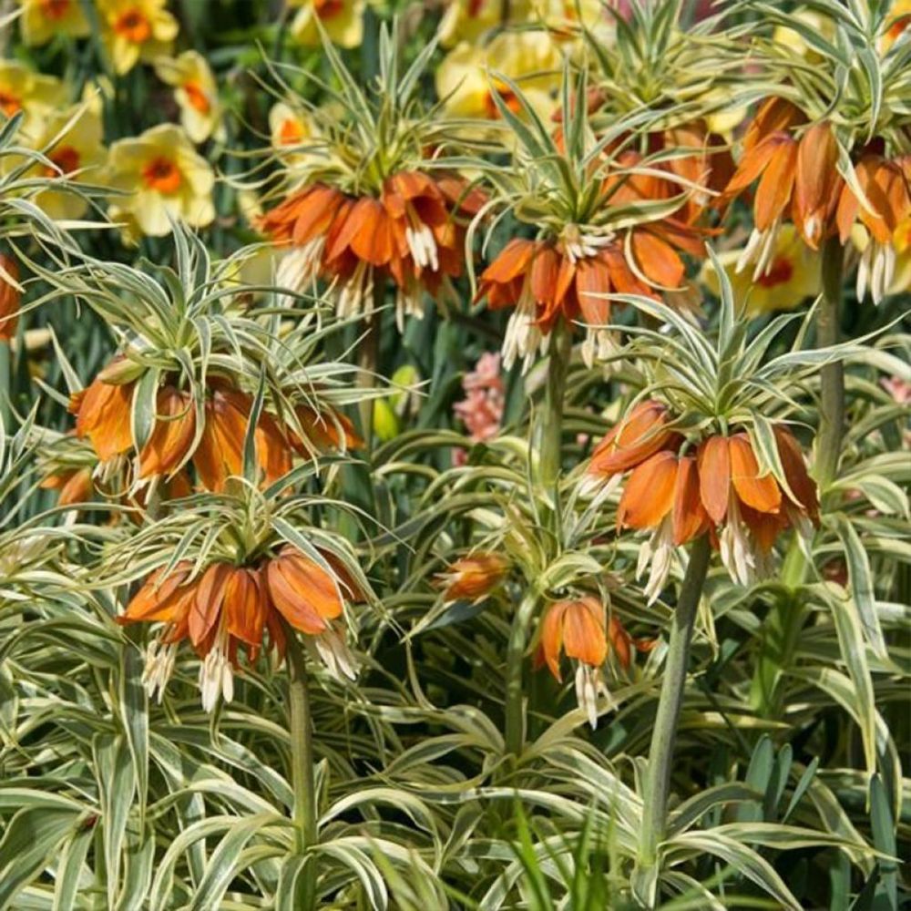Couronne impériale 'argentea variegata' calibre 20+