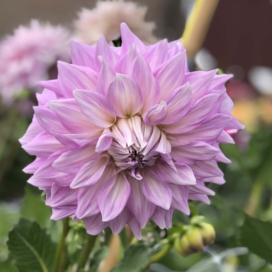 Dahlia géant décoratif 'almand's joy' bulbe calibre i