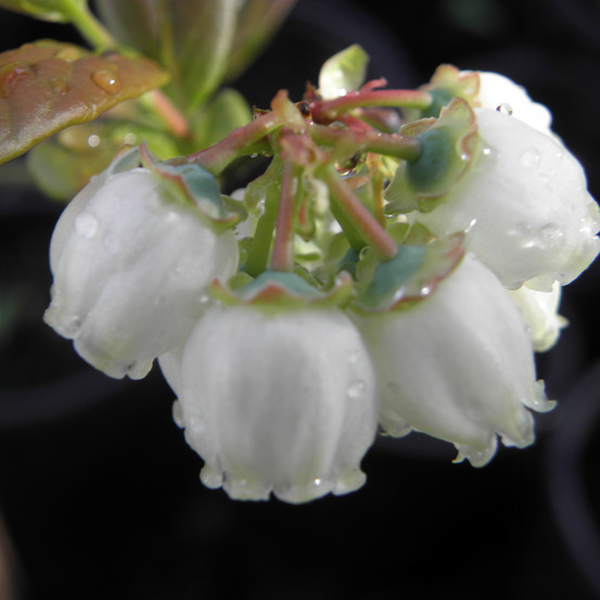 Myrtille d'amérique 'patriot' godet de 8/9 cm