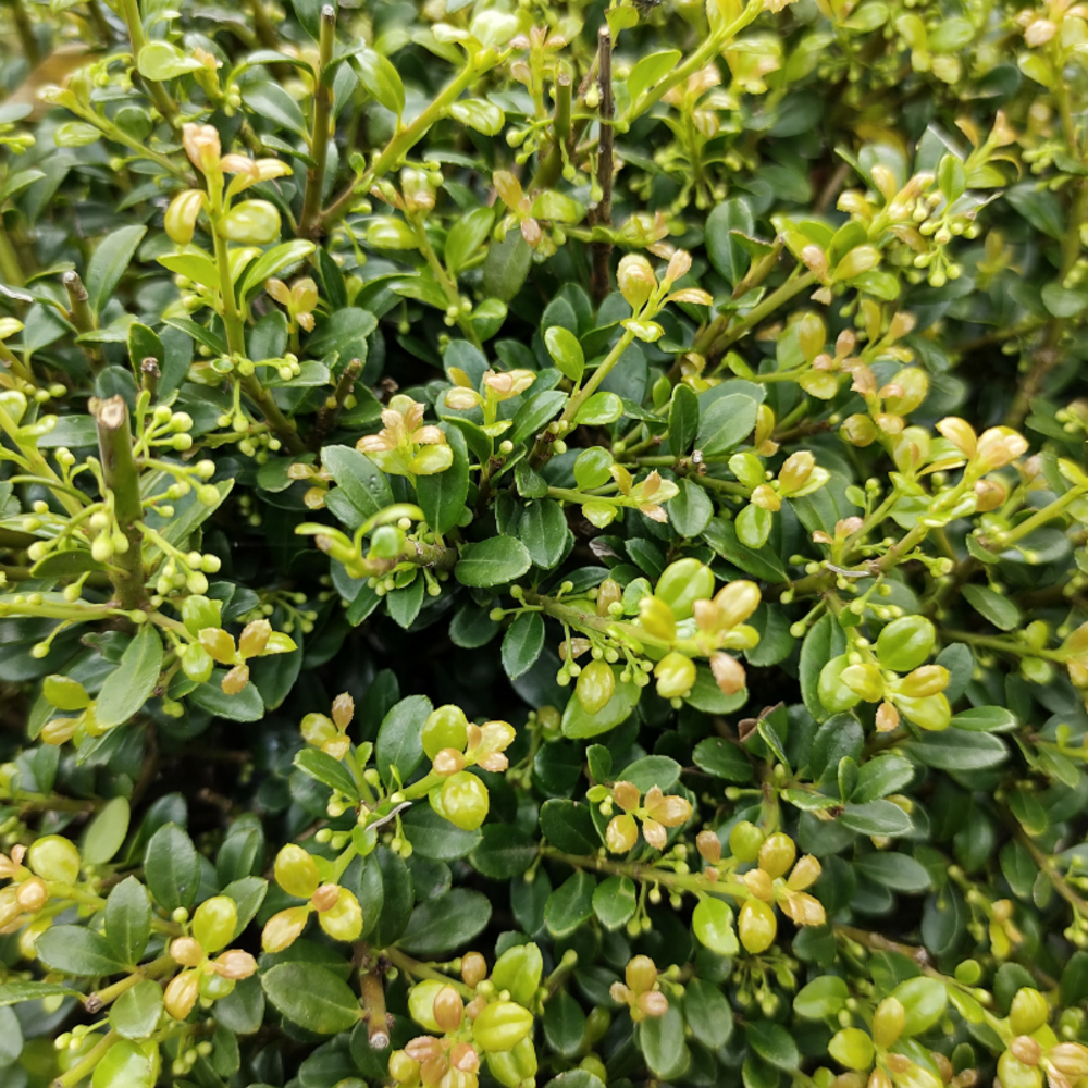 Houx crenata dark green - ilex crenata dark green 30cm