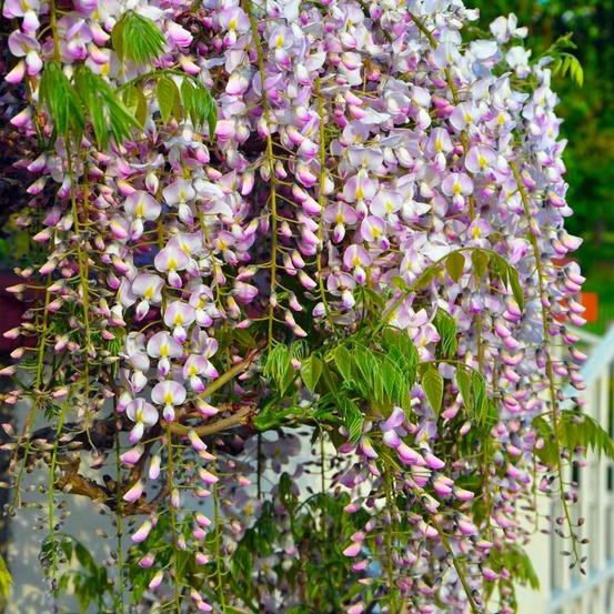 Glycine du Japon Rose (Wisteria Floribunda…