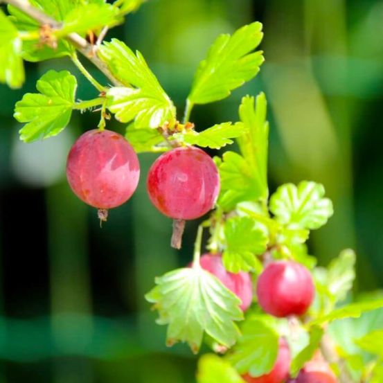 Groseillier à maquereau (Ribes Uva Crispa)