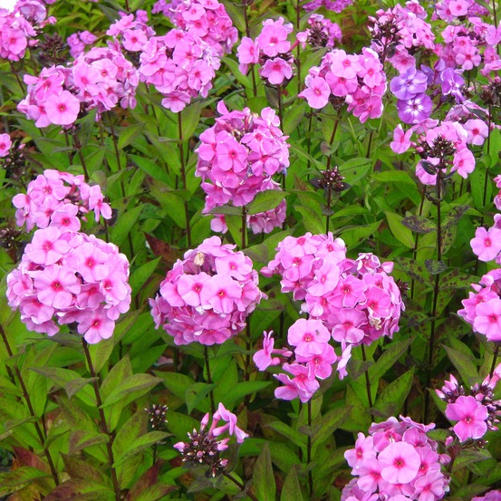 Phlox paniculé 'eva cullum' godet de 8/9 cm