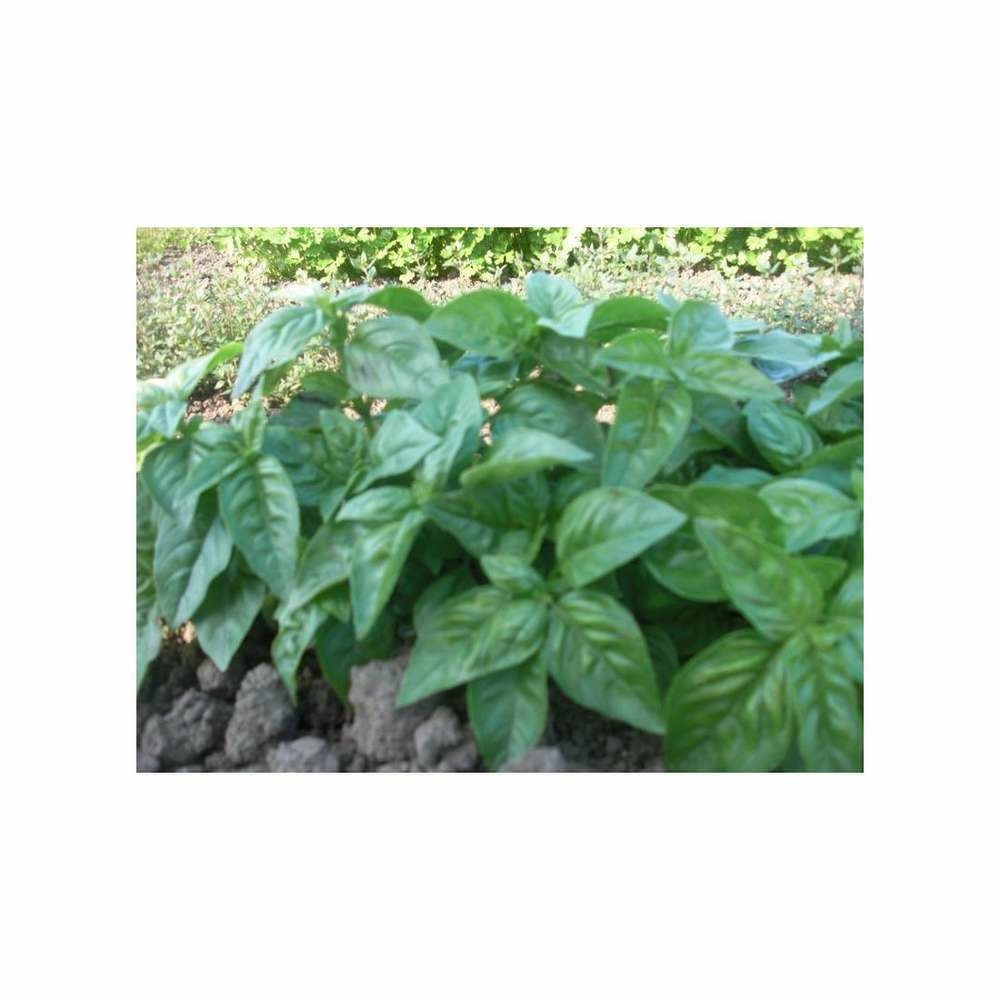 Graine aromatique - basilic grand vert