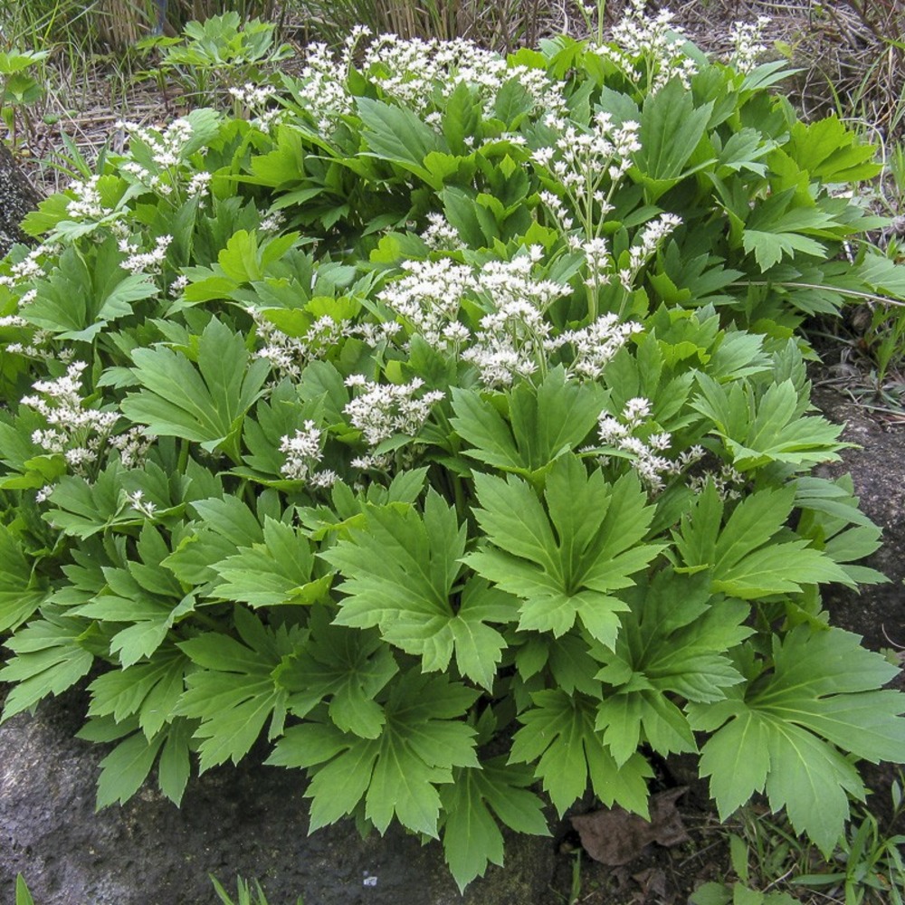 Mukdénie de ross, lierre de mandchourie godet de 8/9 cm